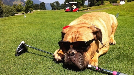 Golfen mit Hund -