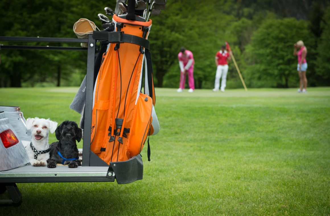 Hunde auf dem Golfplatz.