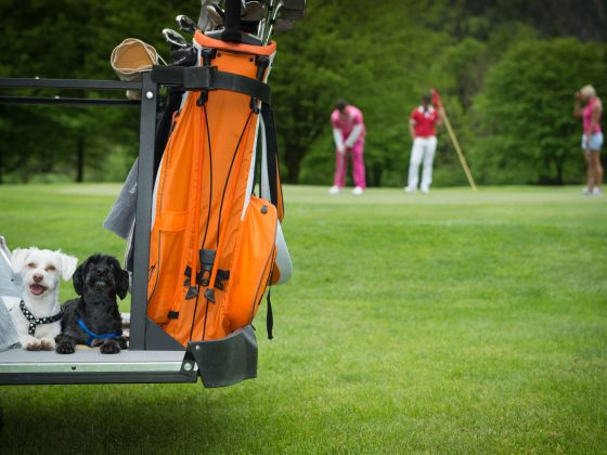 Hunde auf dem Golfplatz.