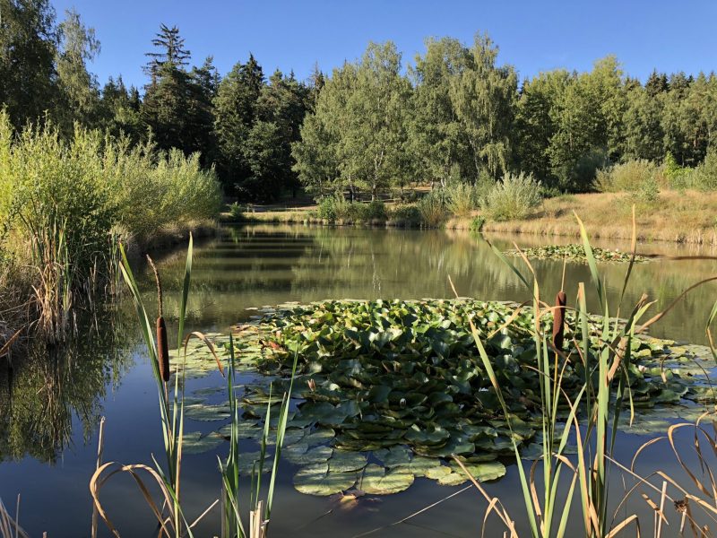 Gewachsene Feuchtbiotope bereichern den Platz von Karlsbad. -