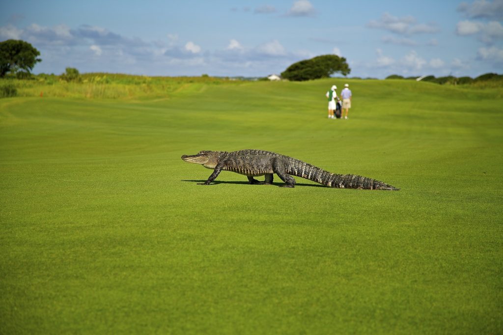 Ein Alligator auf dem Golfplatz.