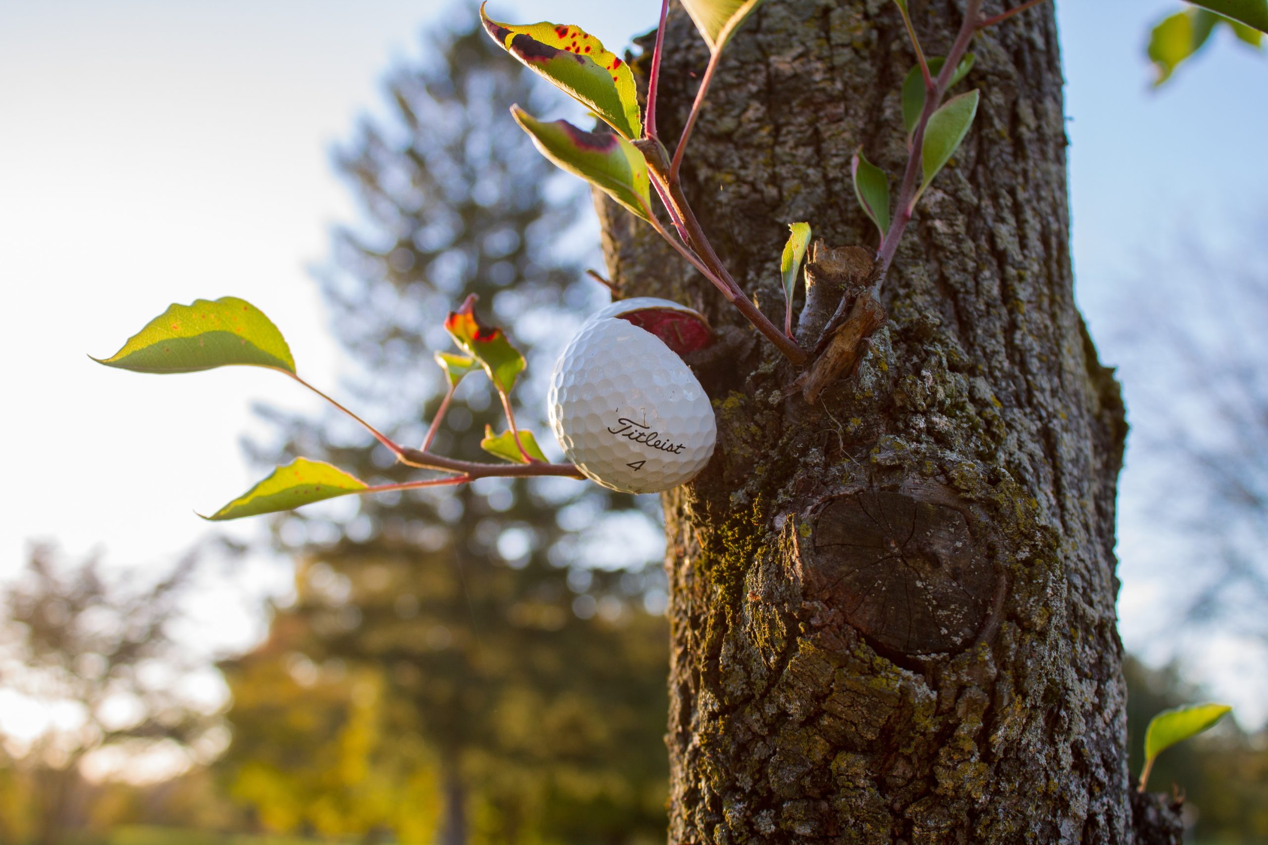 Golfball in einem Baum.