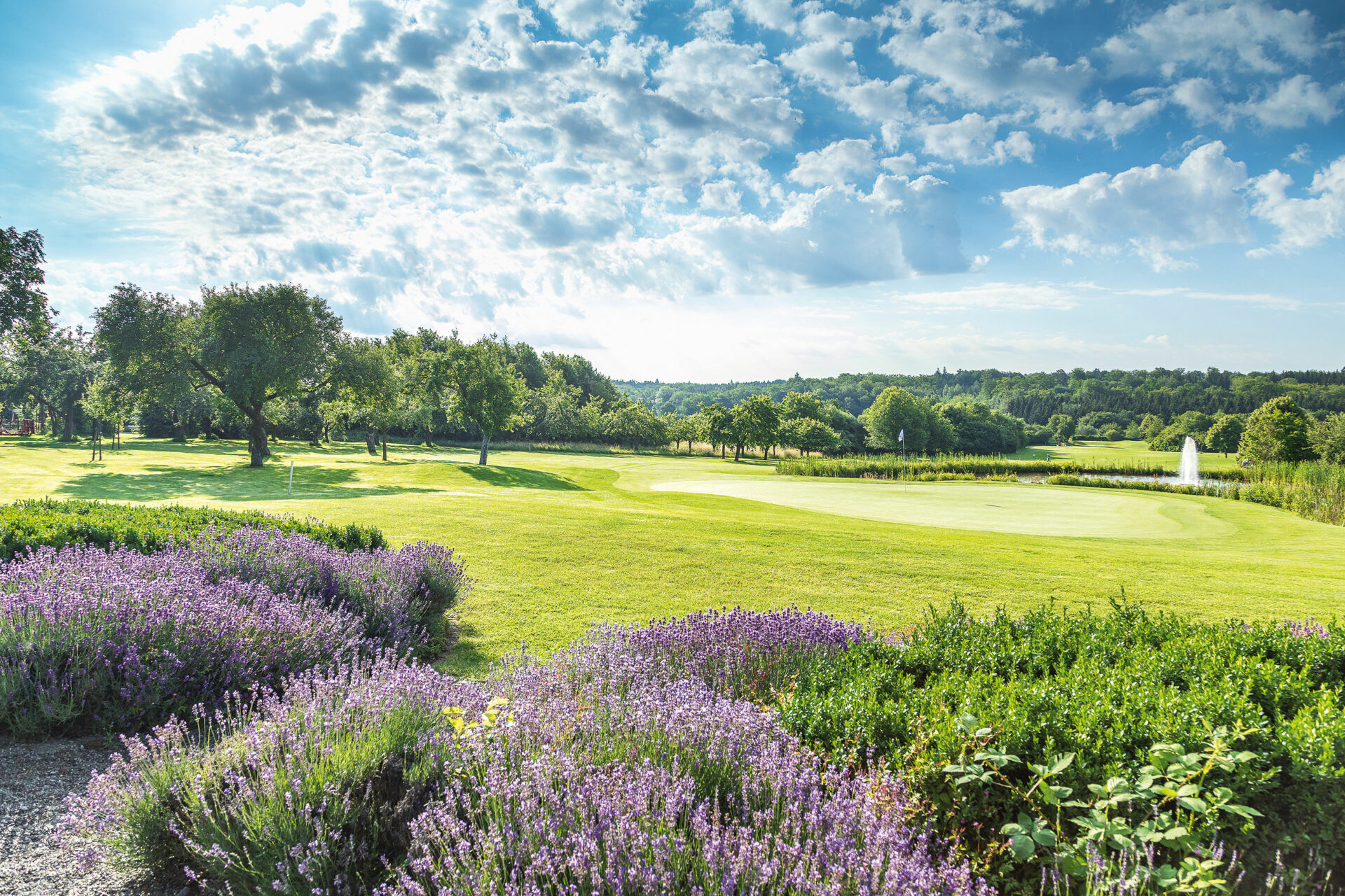 Der Golfclub Schönbuch beeindruckt mit einer Lavendel-Bepflanzung.