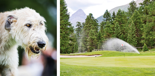 Golfen mit Hund