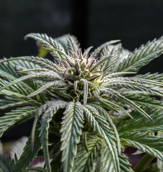 cbd oil -