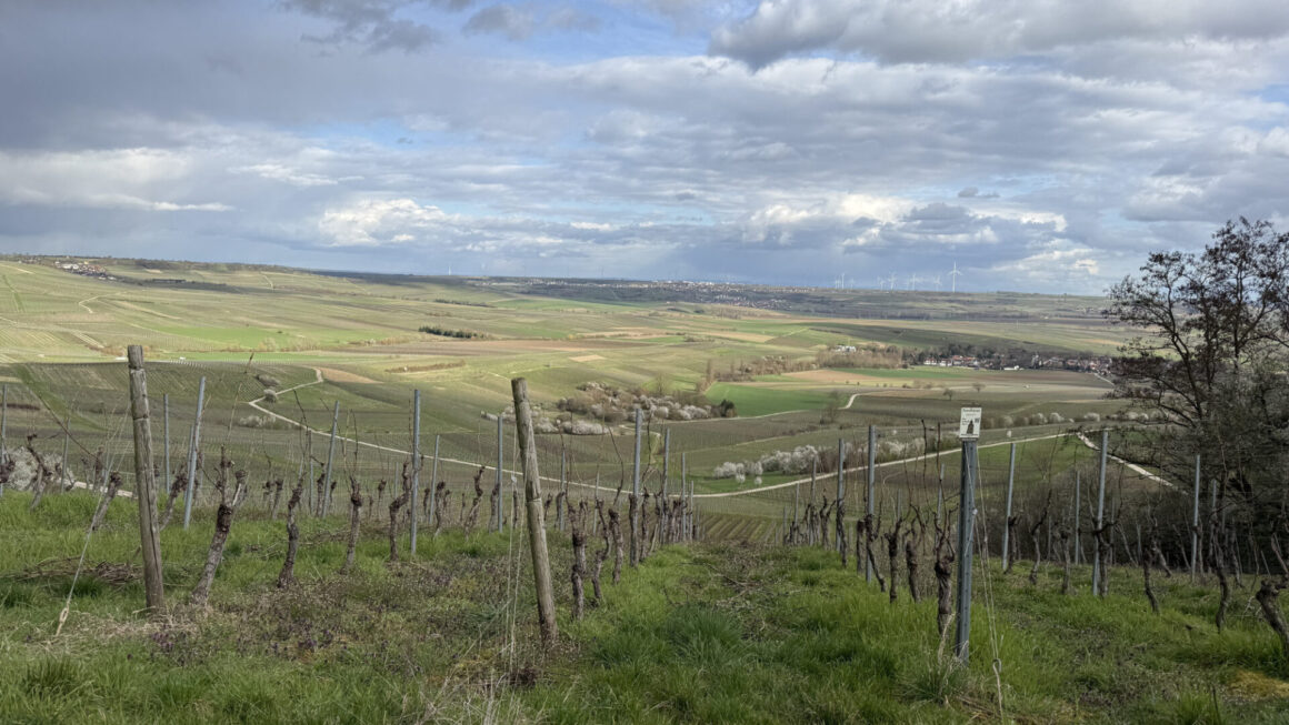 Rundum nur Weinberge.
