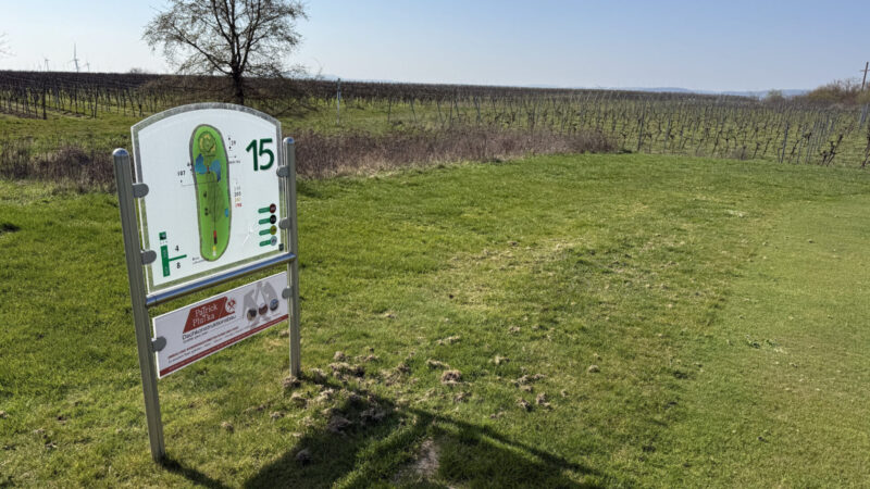 Ball flach halten auf der Hochebene - Golfen auf dem rheinhessischen Wissberg Näher an den Rebzeilen als an der 15 geht es nicht.