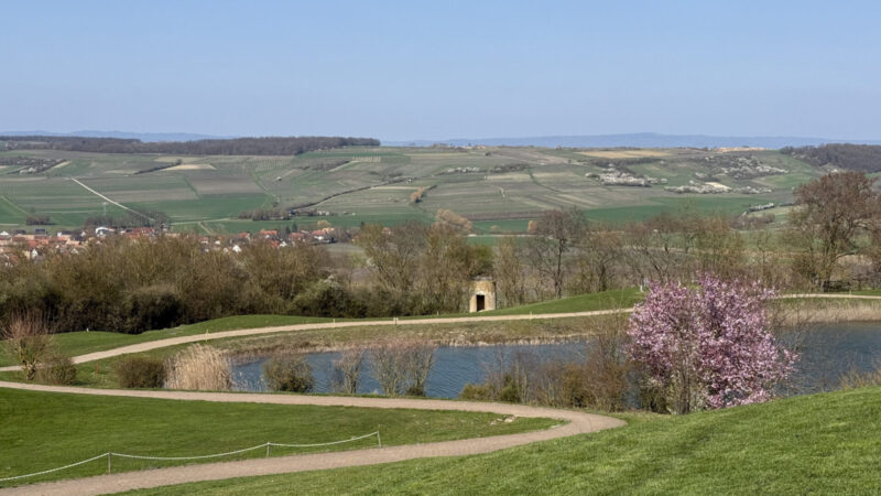 Von unten sieht der Wißberg gar nicht so hoch aus, dabei ist er mit 270 Metern die zweithöchste Erhebung Rheinhessens.